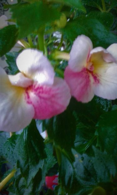  - 000018 ACHIMENES