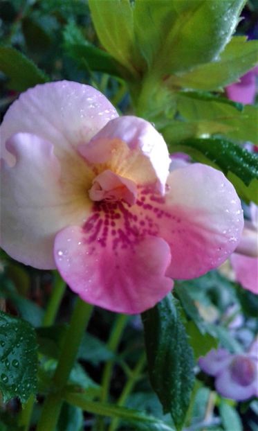  - 000018 ACHIMENES