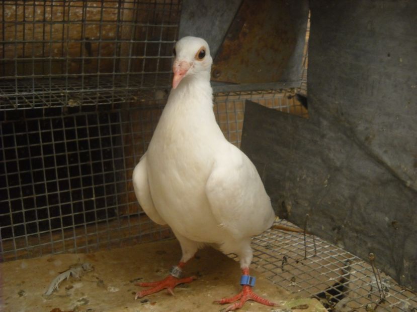  - UNDEVA IN SUCEAVA arhiva