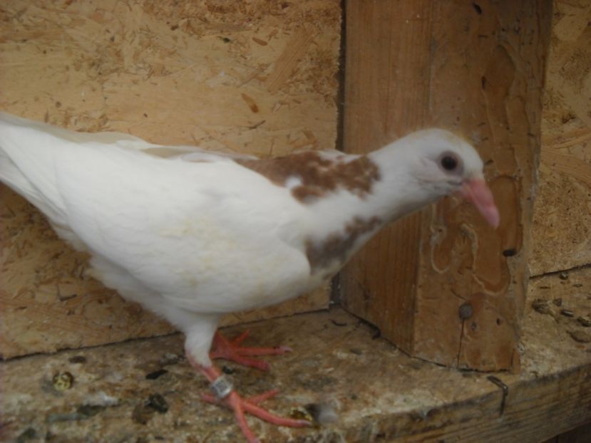  - UNDEVA IN SUCEAVA arhiva