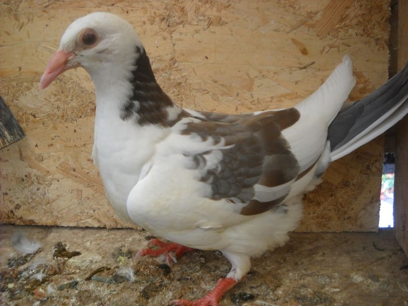  - UNDEVA IN SUCEAVA arhiva