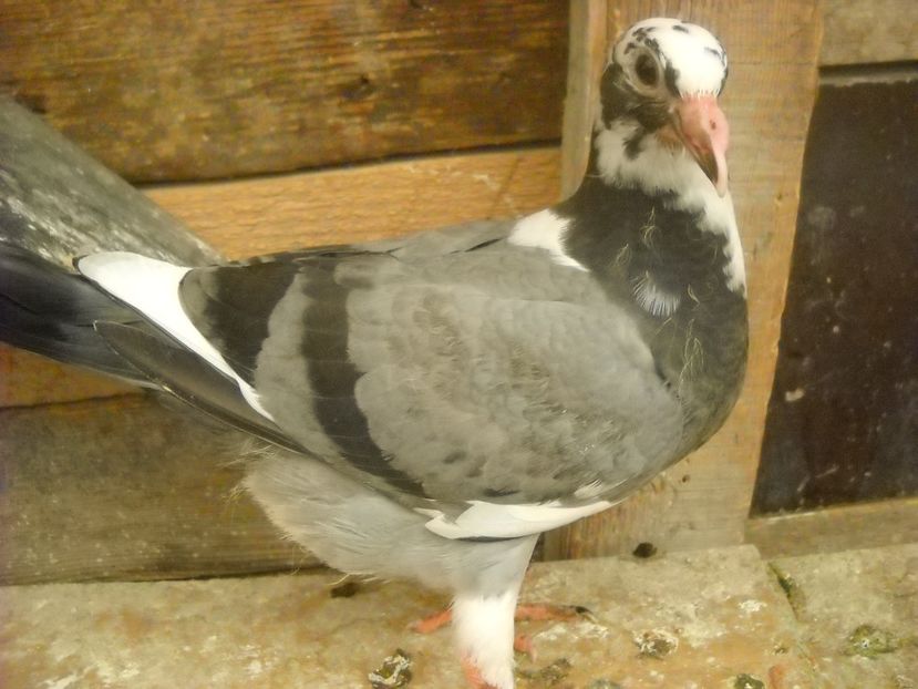  - PORUMBEI VANDUTI 2