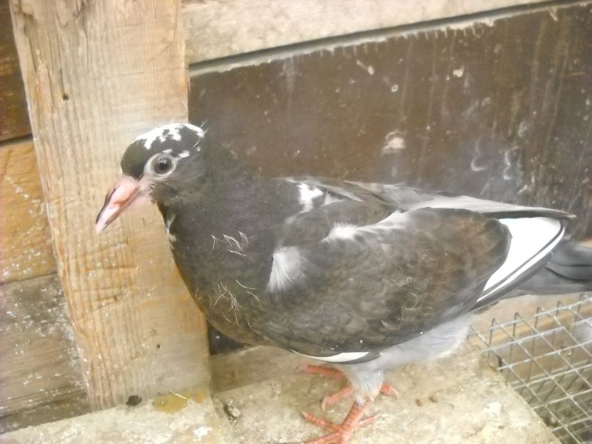  - UNDEVA IN SUCEAVA arhiva