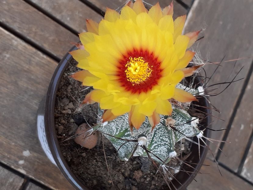  - Cactuși