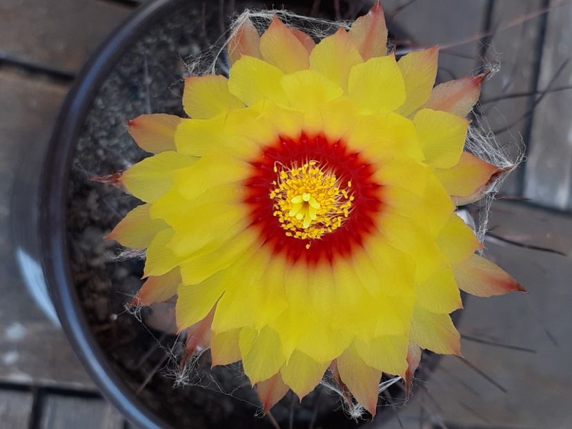  - Cactuși
