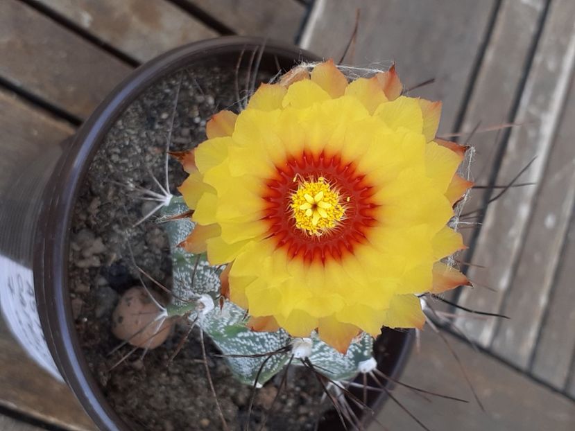  - Cactuși