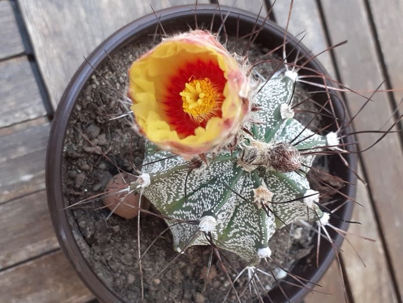  - Cactuși