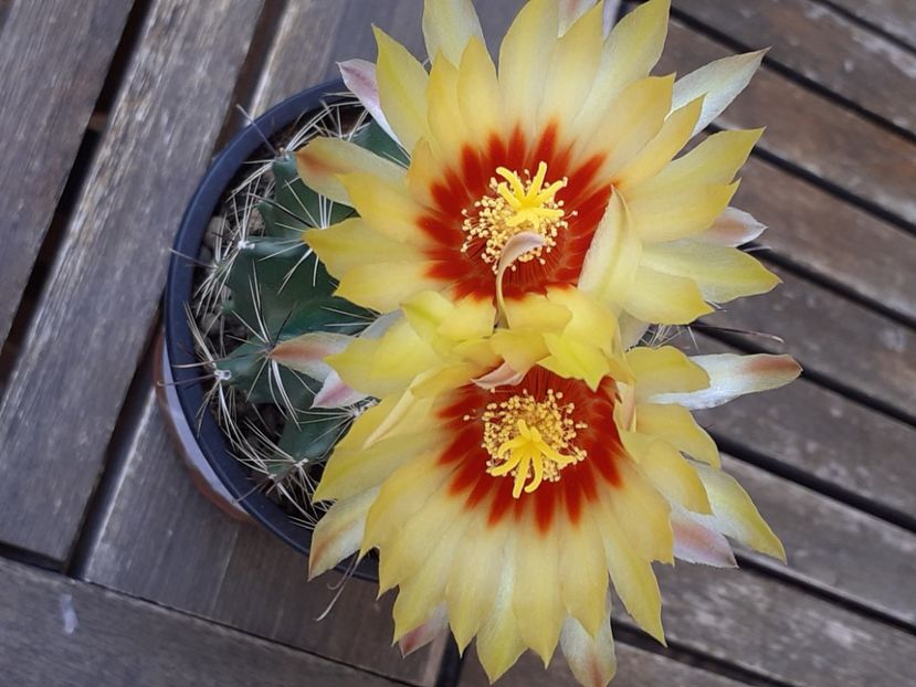  - Cactuși