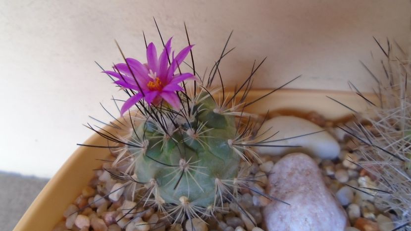 Turbinicarpus viereckii - Cactusi 2020 evolutie vara