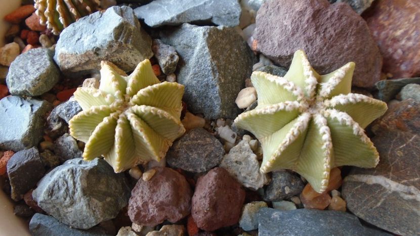Aztekium hintonii, San Jose del Rio Galeana, Mx., 2 ex. - Cactusi 2020 evolutie vara
