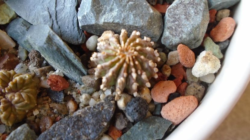 Geohintonia mexicana - Cactusi 2020 evolutie vara