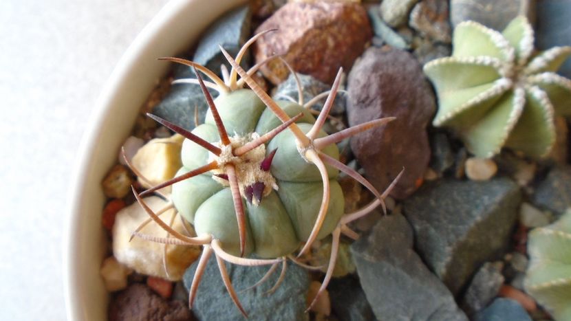 Echinocactus horizonthalonius, West of Texas, USA - Cactusi 2020 evolutie vara
