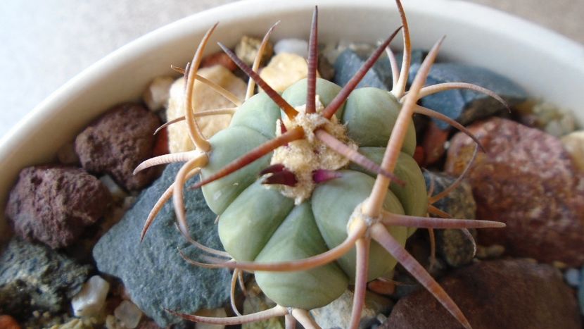 Echinocactus horizonthalonius, West of Texas, USA - Cactusi 2020 evolutie vara