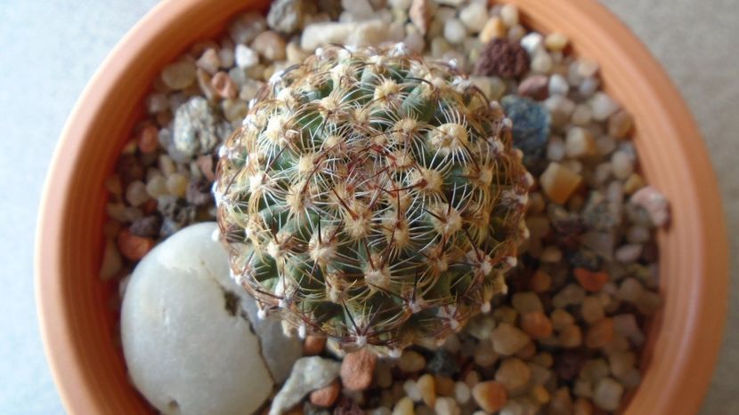 Pediocactus knowltonii - Cactusi 2020 evolutie vara