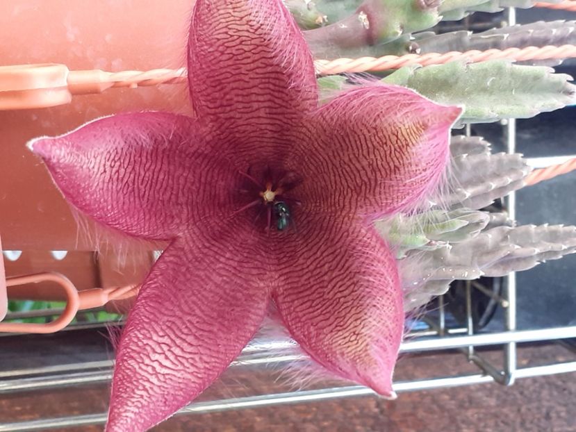  - Stapelia