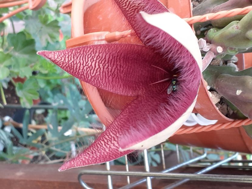  - Stapelia