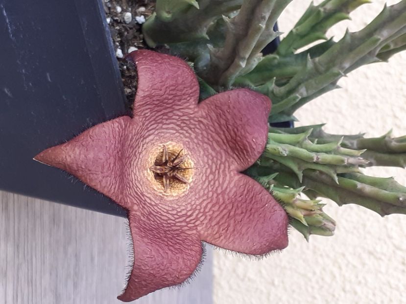  - Stapelia