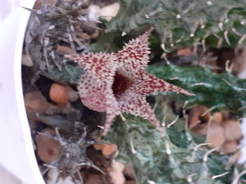  - Stapelia