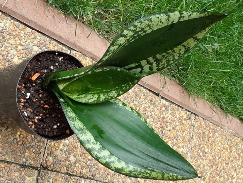  - Sansevieria