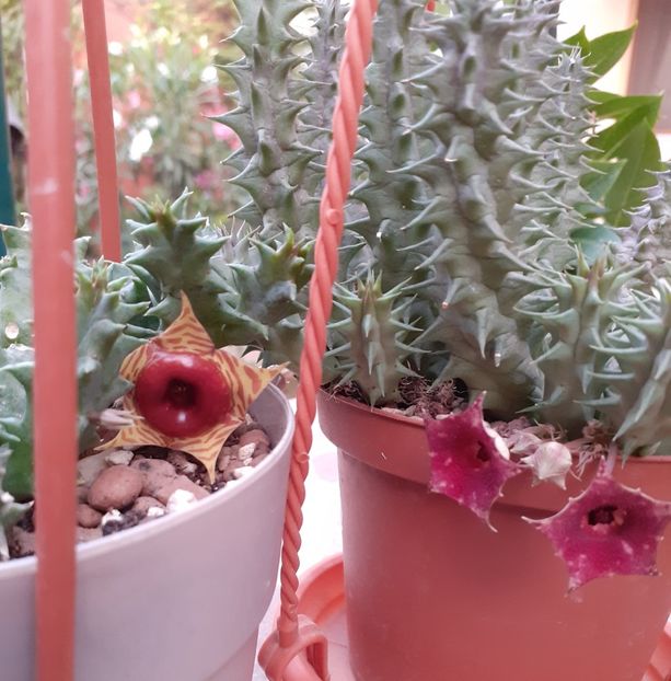  - Huernia