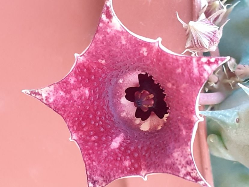  - Huernia