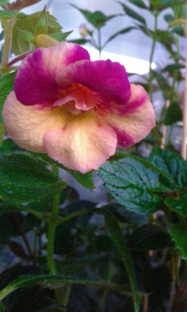  - colectia mea de achimenes 001 2020