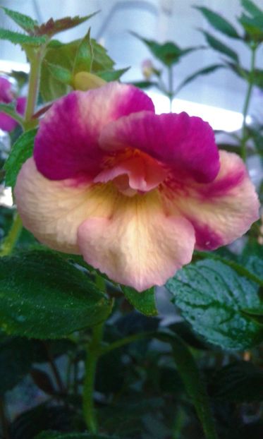 20200730_064843-1 - colectia mea de achimenes 001 2020