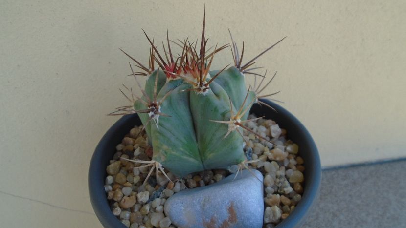 Echinocactus platyacanthus - Cactusi 2020 evolutie vara