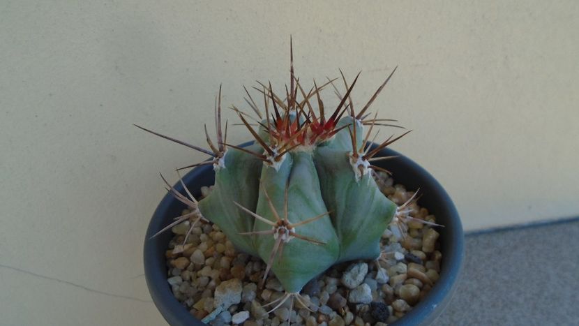 Echinocactus platyacanthus - Cactusi 2020 evolutie vara