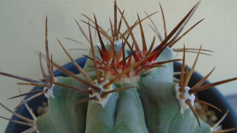 Echinocactus platyacanthus - Cactusi 2020 evolutie vara