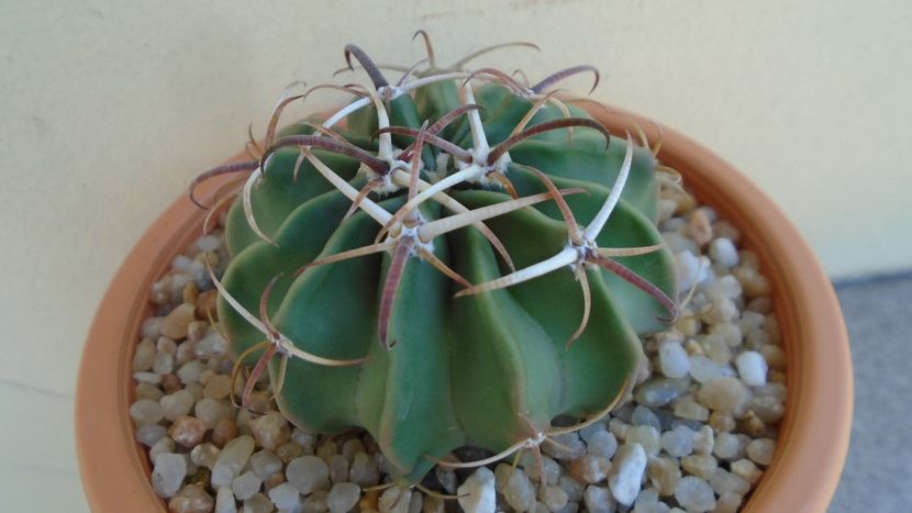 Echinocactus (Homalocephala) texensis - Cactusi 2020 evolutie vara