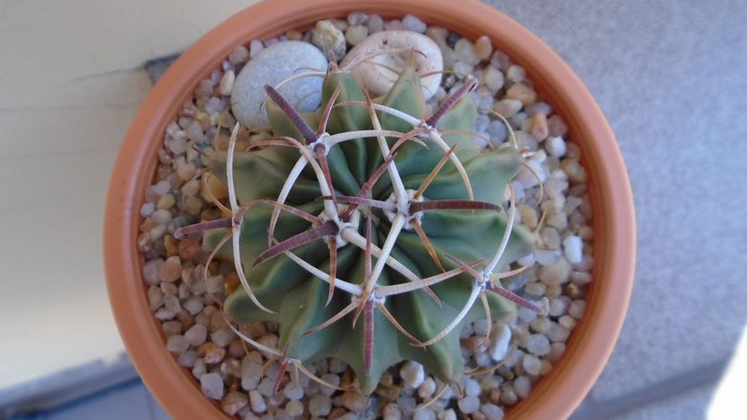 Echinocactus (Homalocephala) texensis - Cactusi 2020 evolutie vara