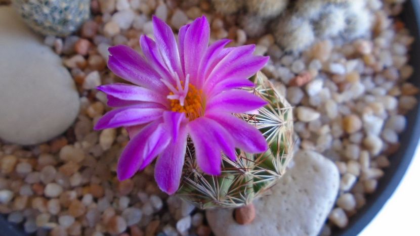 Escobaria hesteri - Cactusi 2020 evolutie vara