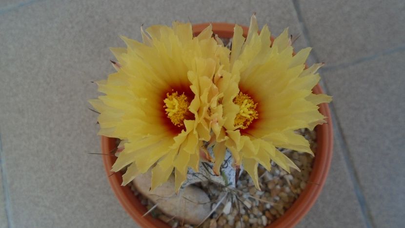 Astrophytum capricorne - Cactusi 2020 evolutie vara