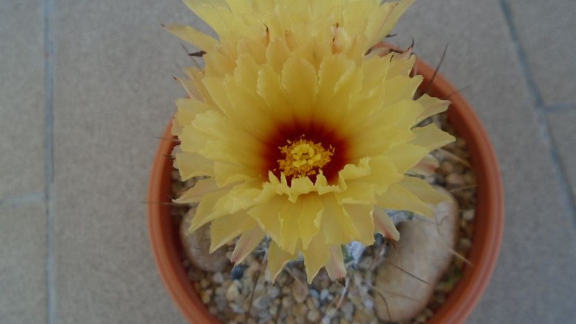 Astrophytum capricorne - Cactusi 2020 evolutie vara
