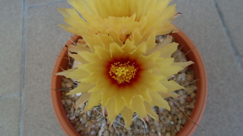 Astrophytum capricorne - Cactusi 2020 evolutie vara