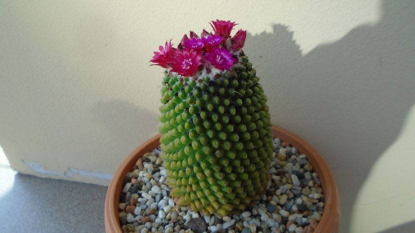 Mammillaria polythele cv. Stachellos - Cactusi 2020 evolutie vara