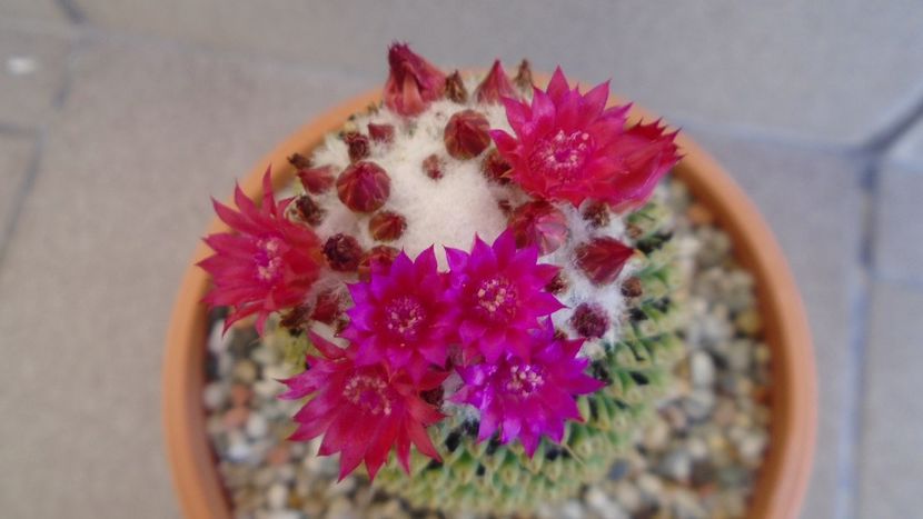Mammillaria polythele cv. Stachellos - Cactusi 2020 evolutie vara