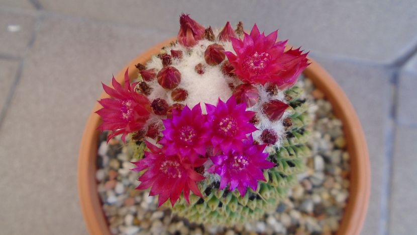 Mammillaria polythele cv. Stachellos - Cactusi 2020 evolutie vara