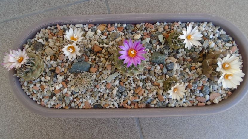 Grup de 7 Turbinicarpus - Cactusi 2020 evolutie vara