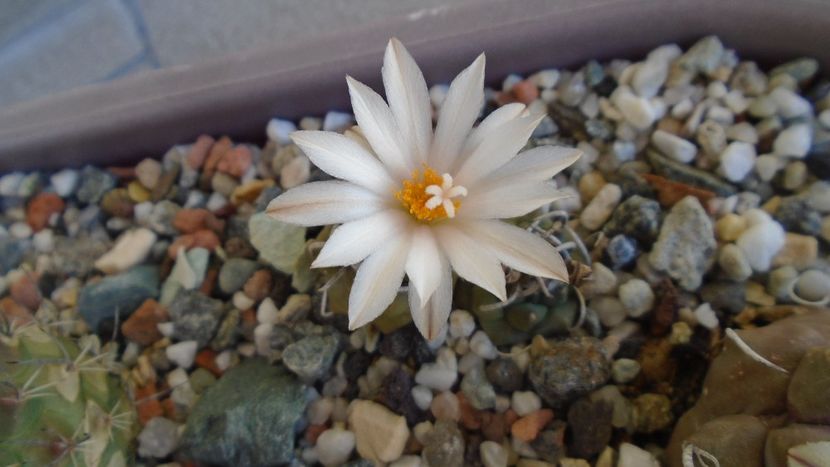 Turbinicarpus klinkerianus - Cactusi 2020 evolutie vara