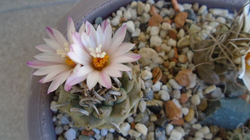Turbinicarpus schwarzii v. rubriflorus - Cactusi 2020 evolutie vara