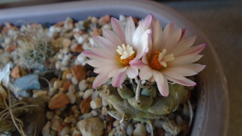 Turbinicarpus schwarzii v. rubriflorus - Cactusi 2020 evolutie vara