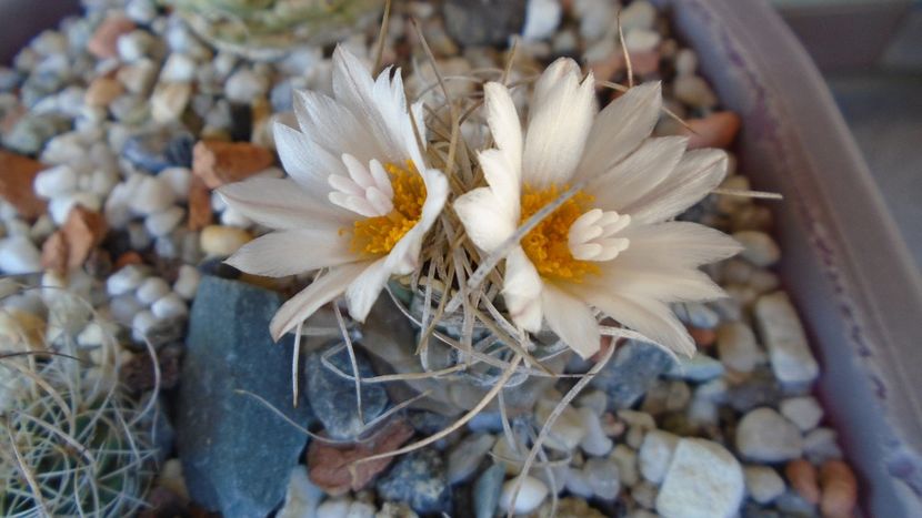 Turbinicarpus macrochele v. kupcakii - Cactusi 2020 evolutie vara