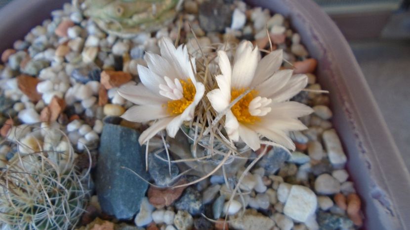 Turbinicarpus macrochele v. kupcakii - Cactusi 2020 evolutie vara