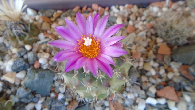 Turbinicarpus viereckii - Cactusi 2020 evolutie vara