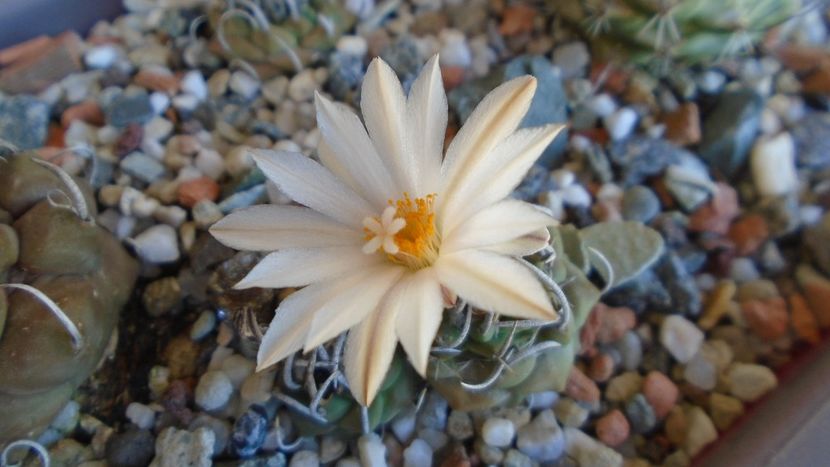 Turbinicarpus klinkerianus - Cactusi 2020 evolutie vara