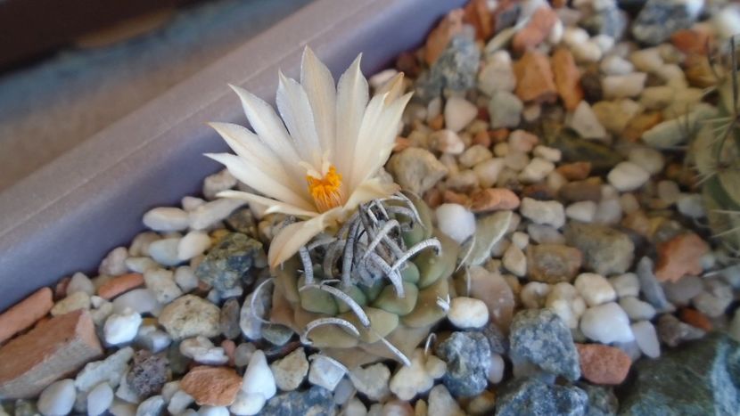 Turbinicarpus pachystele - Cactusi 2020 evolutie vara