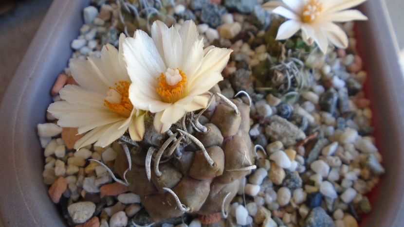 Turbinicarpus macrochele v. screvispinum - Cactusi 2020 evolutie vara