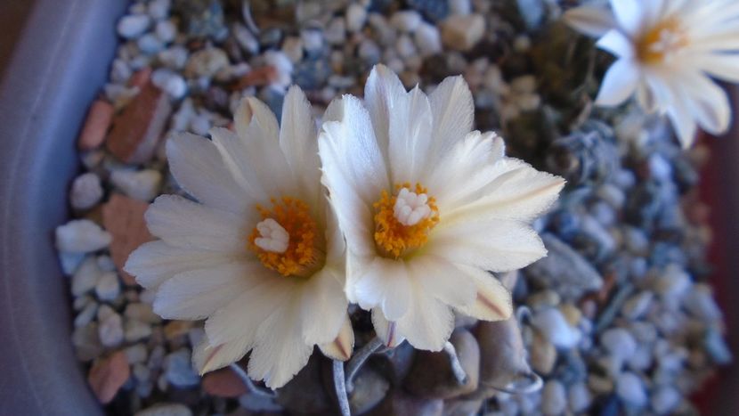 Turbinicarpus macrochele v. screvispinum - Cactusi 2020 evolutie vara